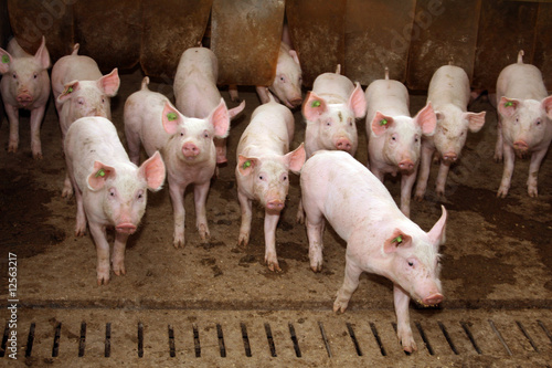 Photo: Ferkel erkunden ihren Stall Besucher Ferkel erkunden ihren Stall Besucher