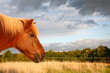 danish horses
