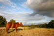danish horses