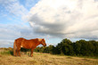 danish horses