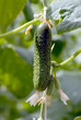Cucumber