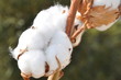 coton coton