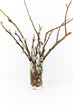 Pussy willow