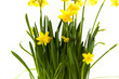 Daffodils