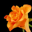 Orange Rose