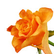 Orange Rose