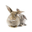 Rabbits Rabbits