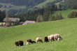 biolische Rasenmäher im Gleichschritt