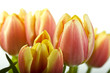 Tulpen