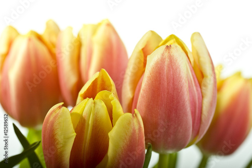 Foto: Tulpen Tulpen