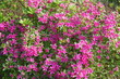parterre fleurs roses