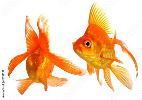 Orlando Goldfish