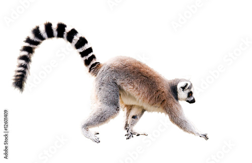 Walking Lemur Isolated On White With Clipping Path