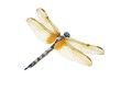 Libelle