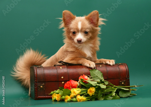 Dog of breed chihuahua on a green background.