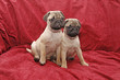 Kleine Mopshündin, 10 Wochen alt, Pugs