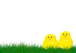 Pulcini di Pasqua