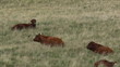 Vaches Salers sur le Cézalier