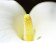 Calla Lily Stamen