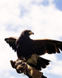 Close up of a trained captive hawk held by a person