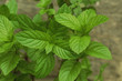 English Spearmint