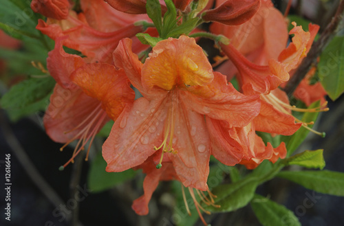 Foto: Azalea Exbury "Mount Saint Helens" Azalea Exbury "Mount Saint Helens"