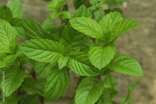 Photo: English Spearmint English Spearmint