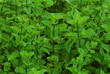 Spearmint "Kentucky Colonel"