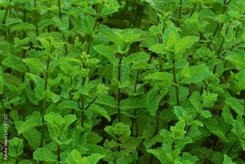 Photo: Spearmint "Kentucky Colonel" Spearmint "Kentucky Colonel"