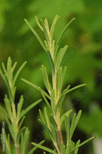 Photo: Rosemary Plant Rosemary Plant