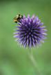 Bumblebee Resting on Globe Thistle