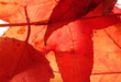 Close up of red colored maple leaves