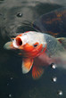 High angle view of a huge fish at the surface of water