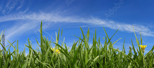 Photo: Grass and Sky Panorama Grass and Sky Panorama