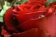 Red rose with green ivy bouquet close up