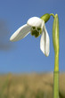 Snowdrop close up over blue sky