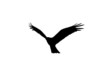 Black eagle