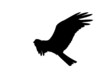 Black eagle
