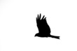 Black eagle