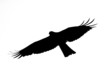 Black eagle