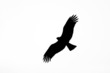 Black eagle