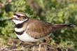 Killdeer Closeup