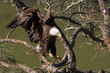Bald Eagle Landing at Nest