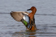 Cinnamon Teal Wing Stretch