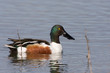 Northern Shoveler Drake on the Water