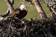 Bald Eagle at the Nest