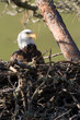 Bald Eagle in the Nest