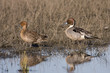 Northern Pintail Duck Pair