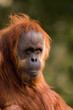 Orangutan Portrait