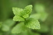 Jeune pousse de menthe